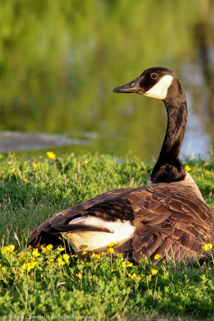 A Canadian Goose sitting in the grass