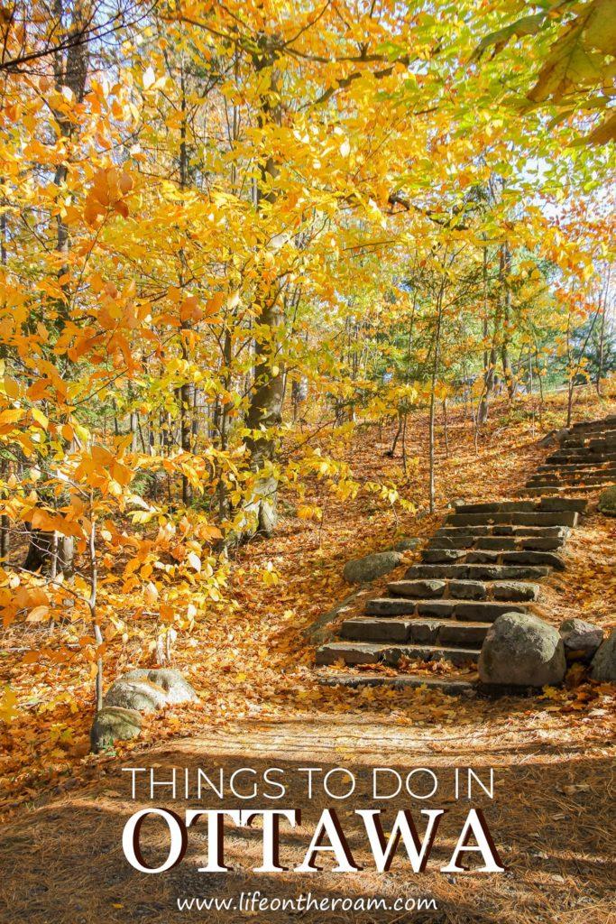 A tree forest during the fall with stone stairs