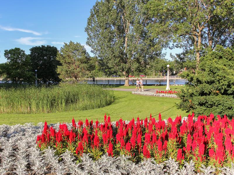 A bed of red flowers in a manicured garden near a river