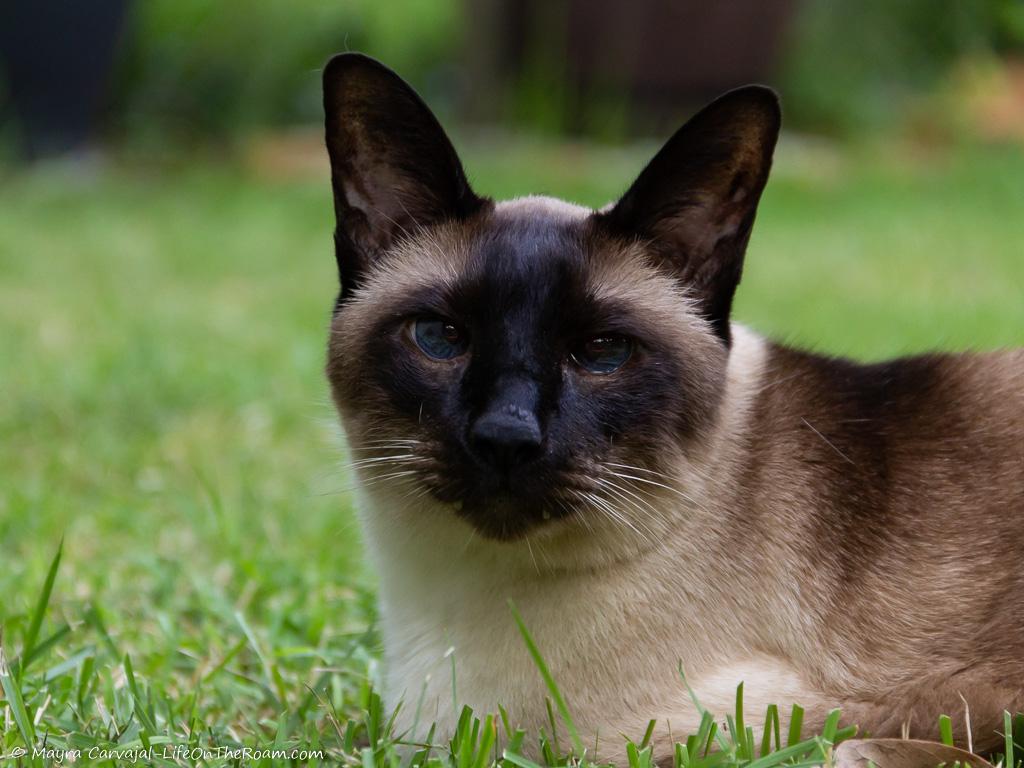 Picture of a Siamese cat on a lawn