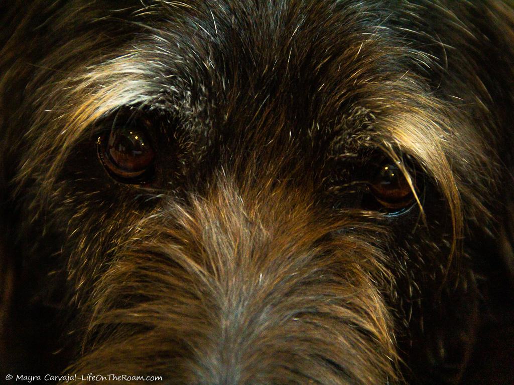A close-up into the eyes of a dog