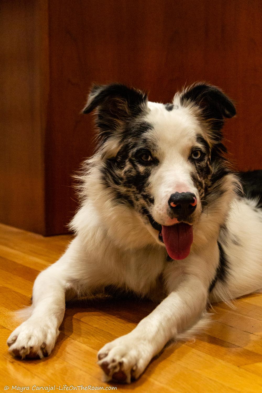 A black and white Border Collie laying on the floor