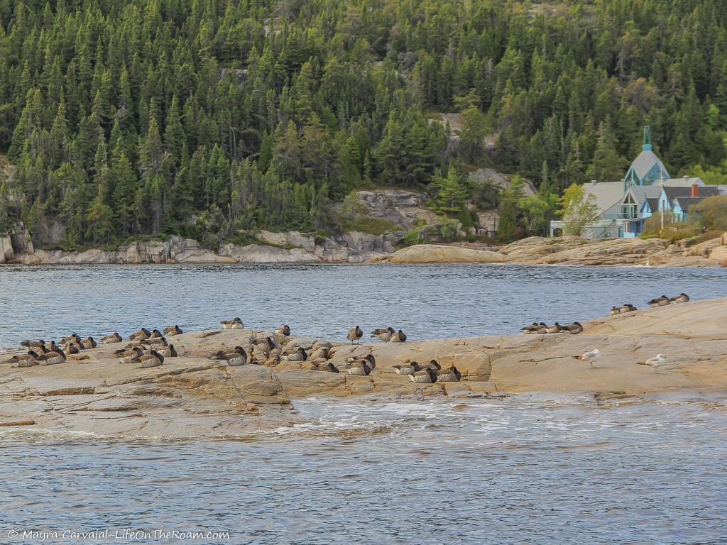 Birds resting on smooth rocks in the water