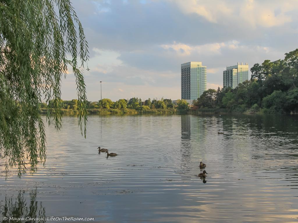 A pond with birds and buildings in the background