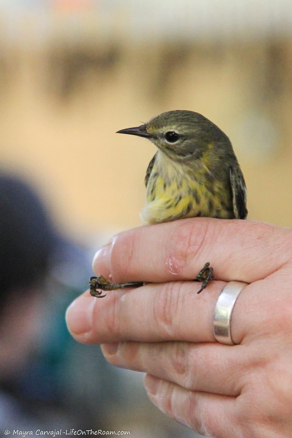 A naturalist holding a bird