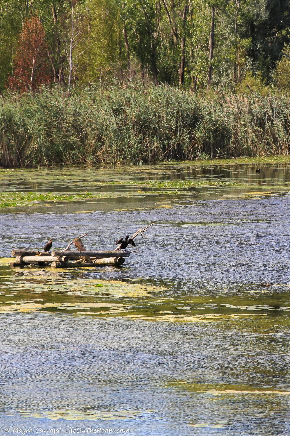 Wild birds on the water