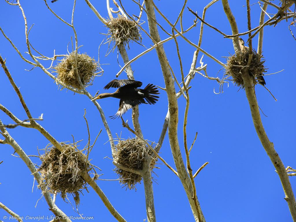 A tree flying near a tree with nests