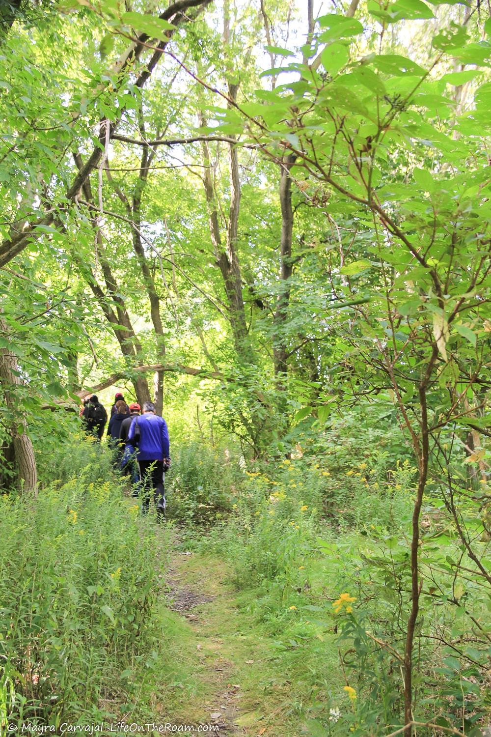 People walking on a trail among tall green tress