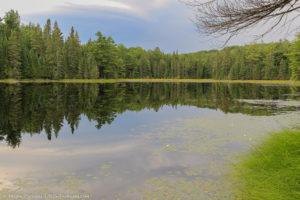 View of a pond in a pine tree forest