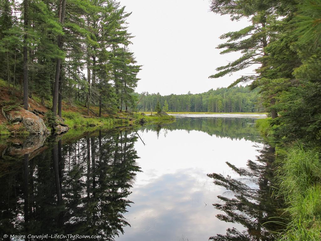 View of a Beaver Pond surrounded by tall pine trees