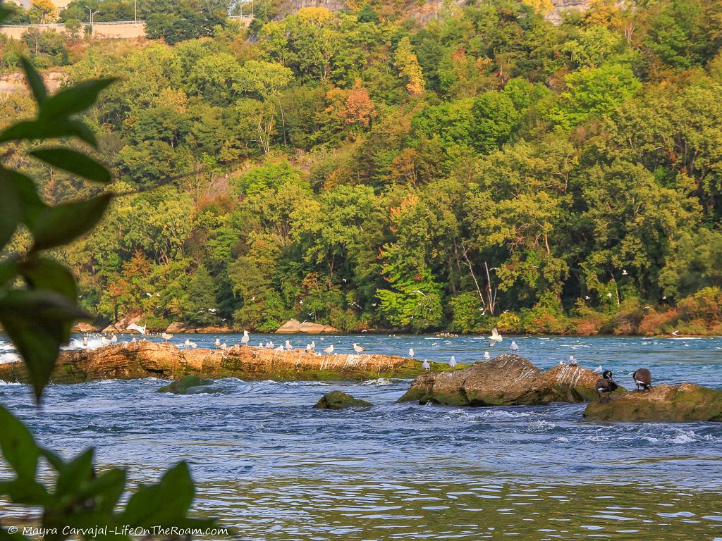 Waterfowl resting on rocks in a river