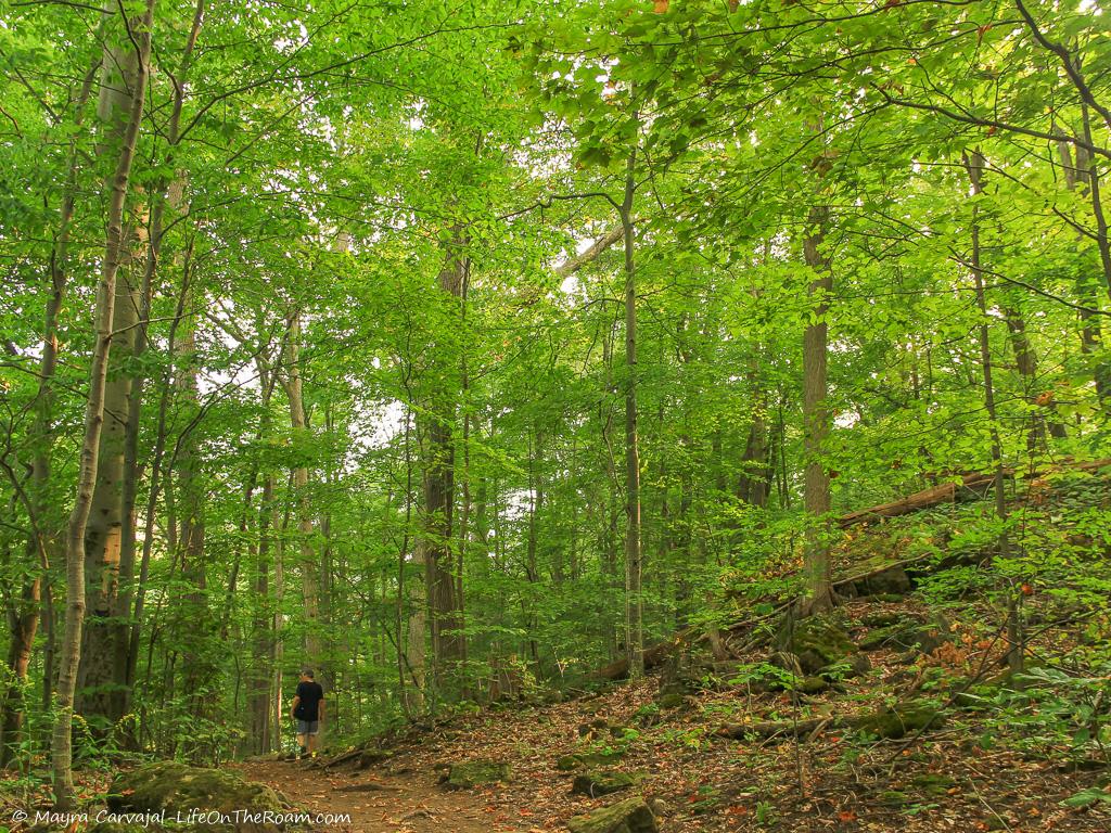 Tall trees in a Carolinian forest