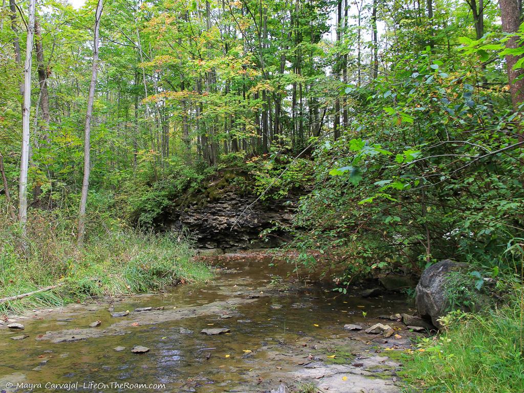 A forest with a creek