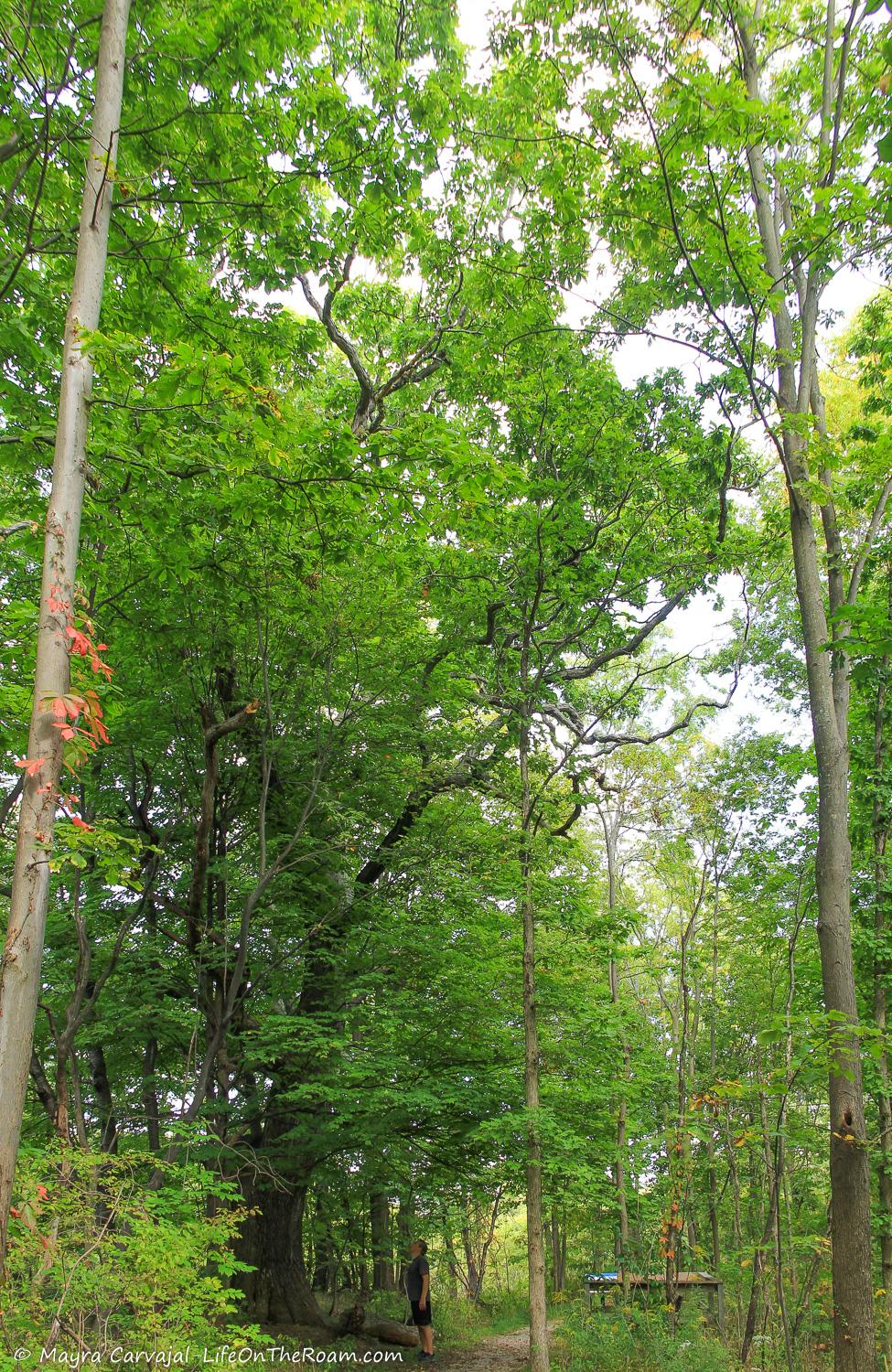 A tall ancient tree in the forest