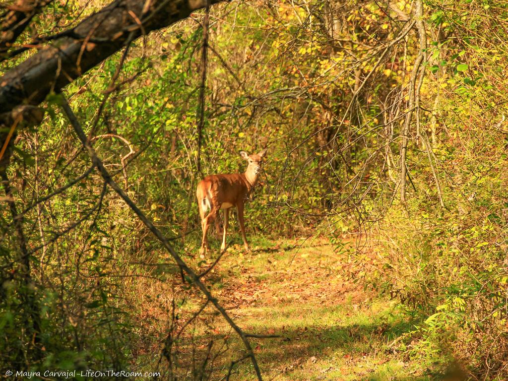 A deer in a trail