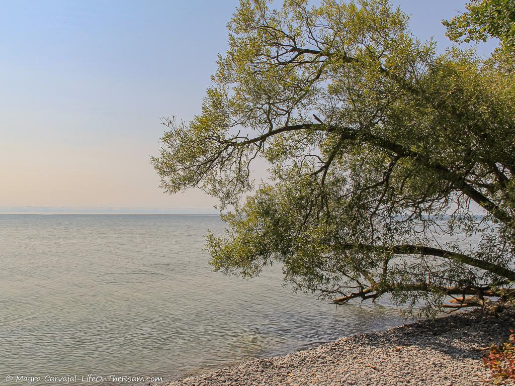 A view of a calm lake with a tree and gravel in the foreground