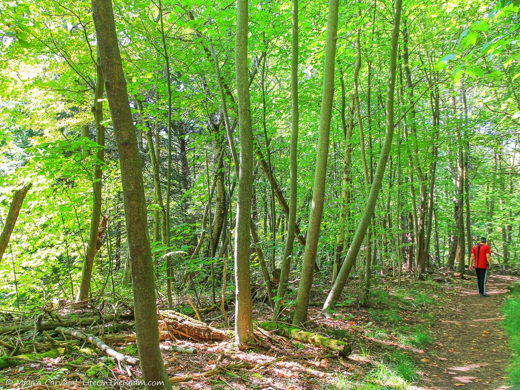 A shaded trail with tall green trees