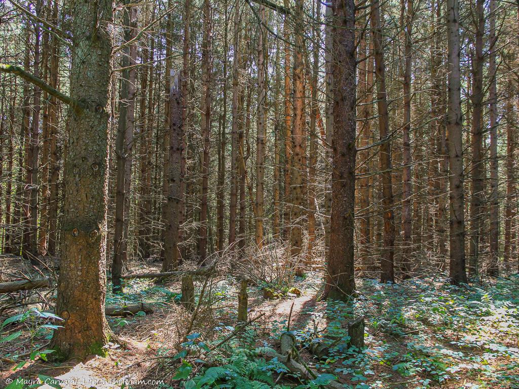 Sunrays through a forest of coniferous trees with ferns in the foreground