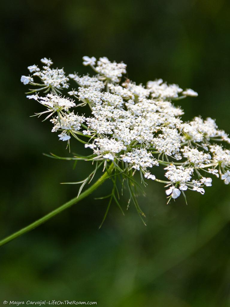 A close up of a wildflower with white petals