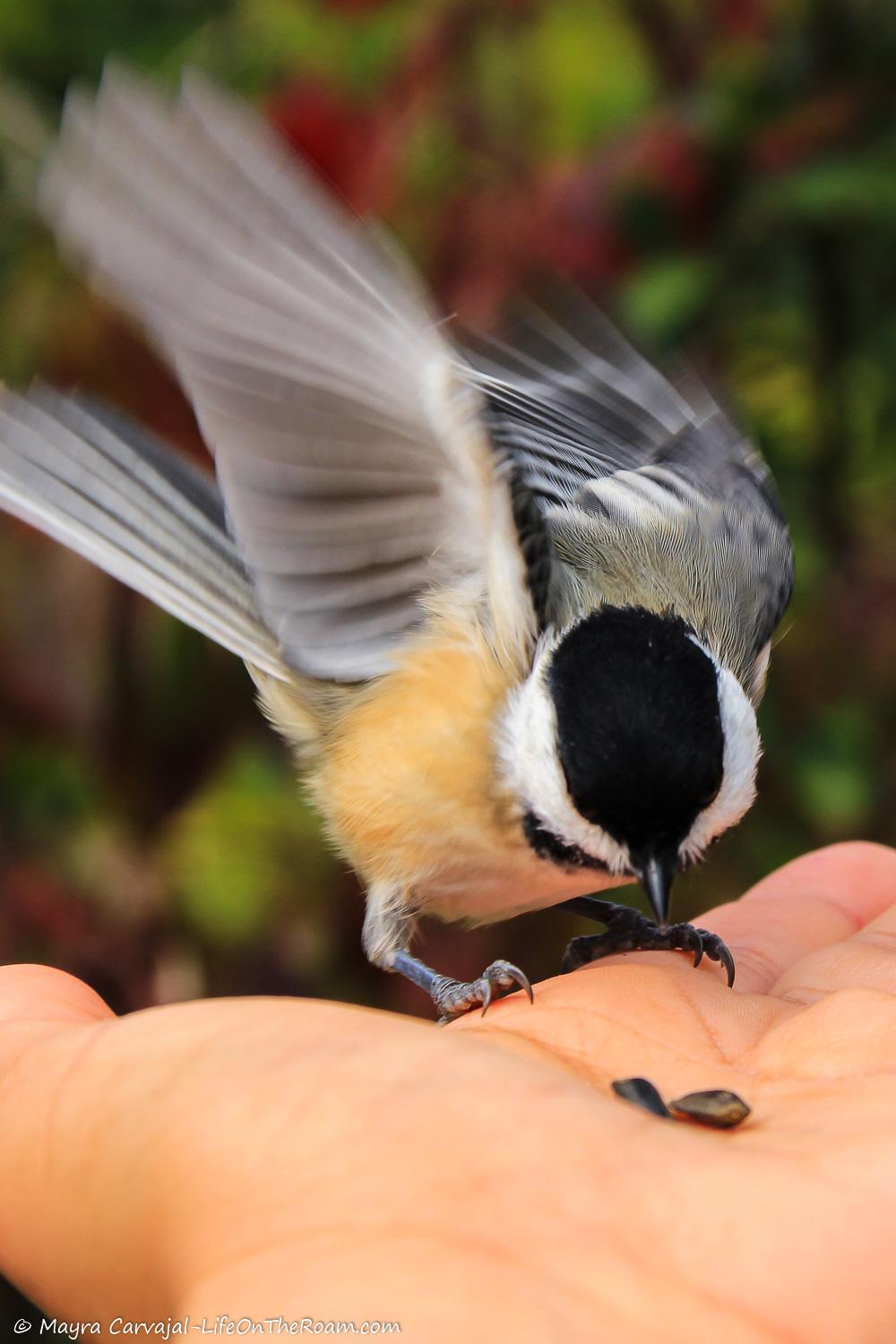 A black, white, and tan little bird landing on someone'shand