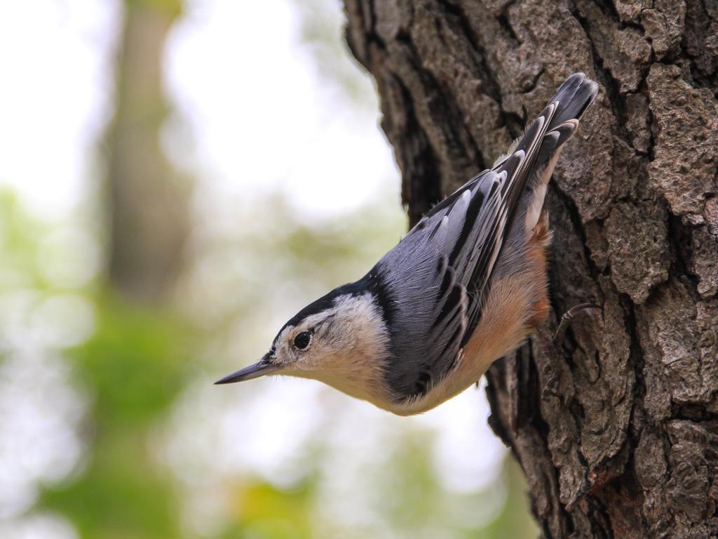 A white and indigo blue little bird