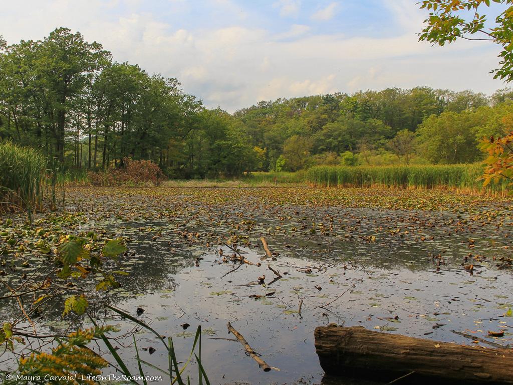 A swamp among a forest