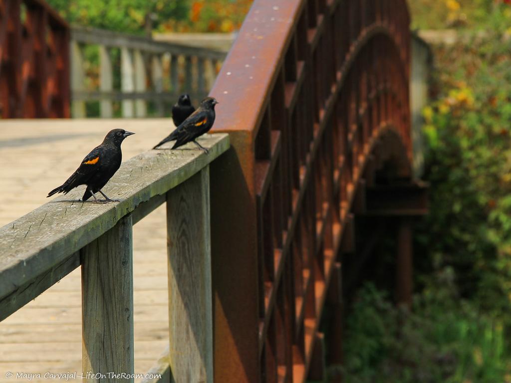 Black birds with an orange mark on the wing standing on the handrail of a wooden bridge