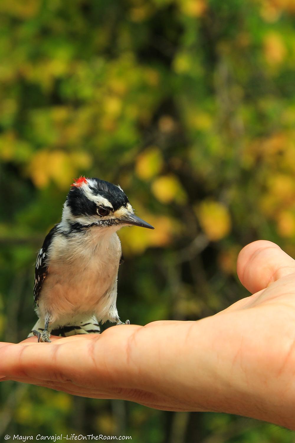 A black and white spotted little bird with a red patch on the head