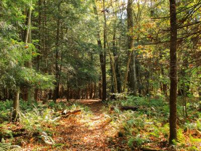 A trail in a forest