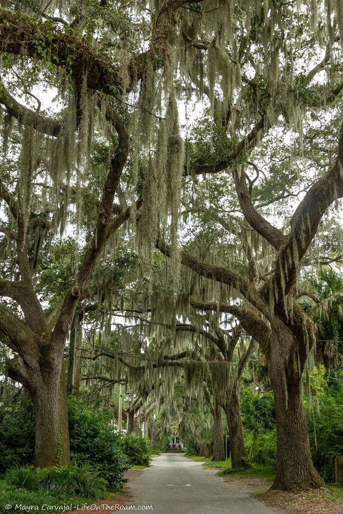 A street flanked with huge live oaks