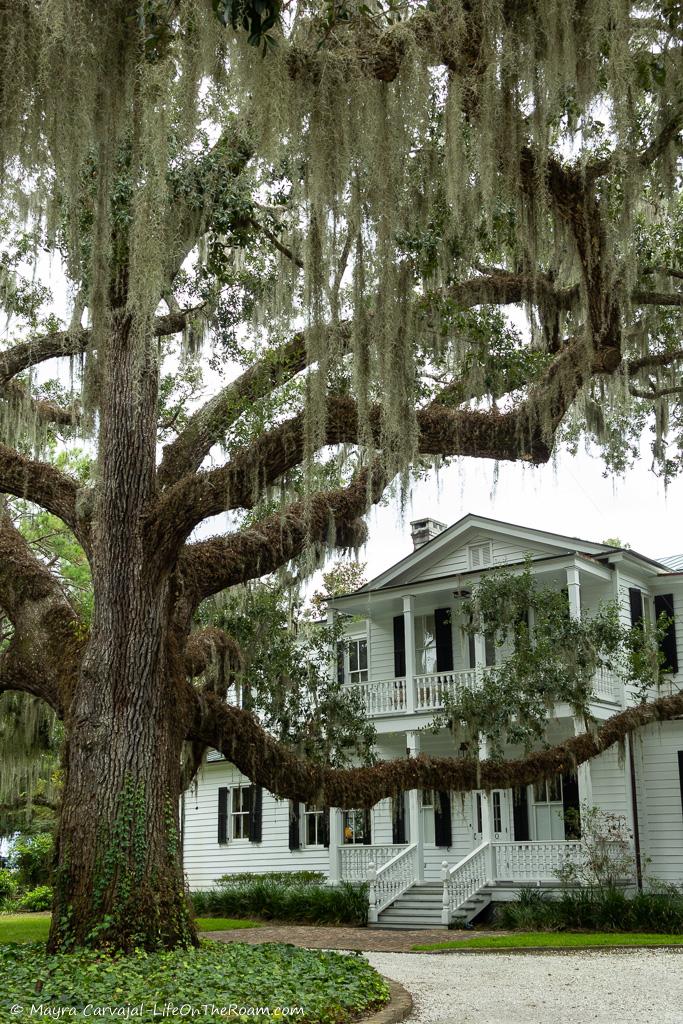 A historic house framed by live oaks