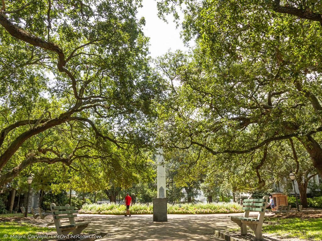An urban park with live oak trees