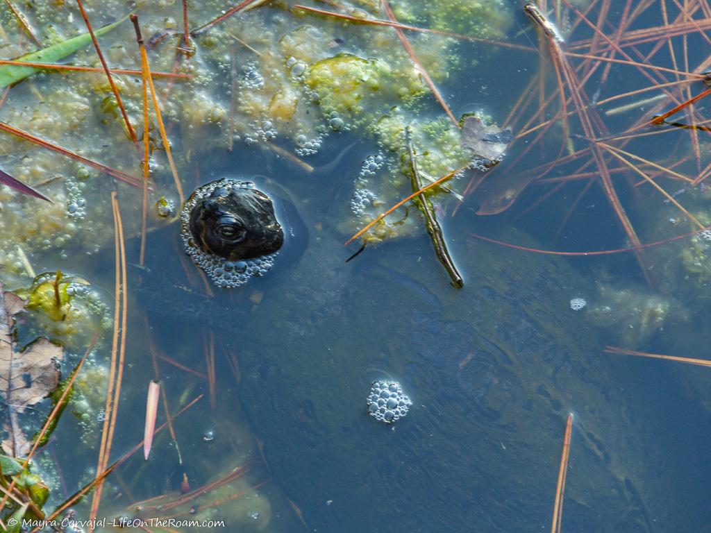 A turtle in a pond