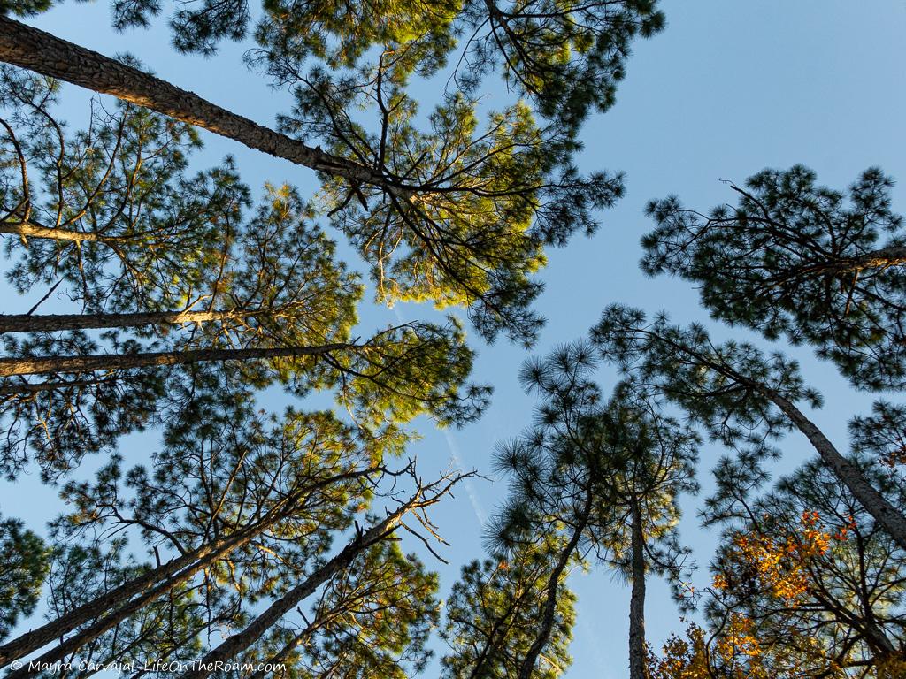 Pine tree tops against the blue sky