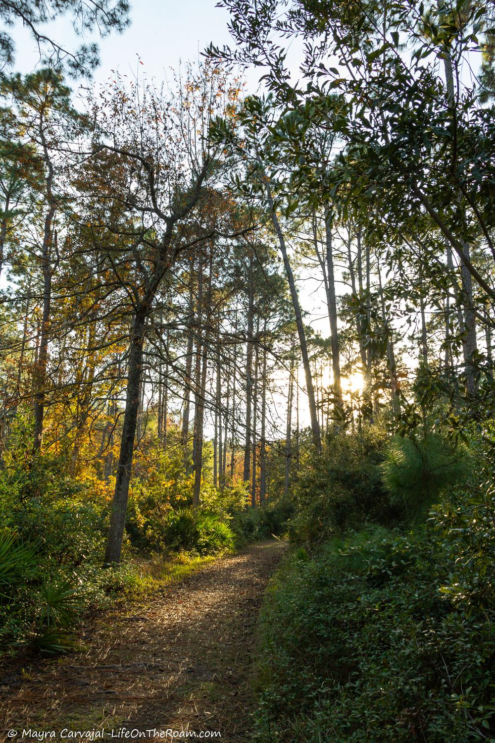 A trail with tall tress at sunset