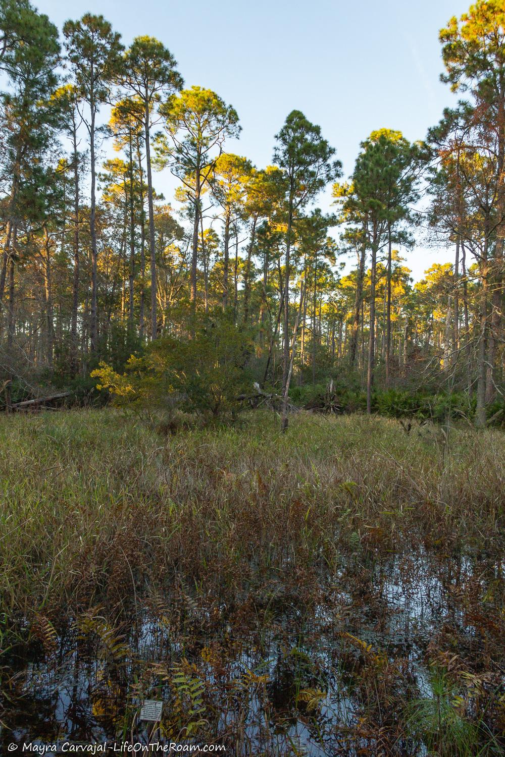 A wetland with trees