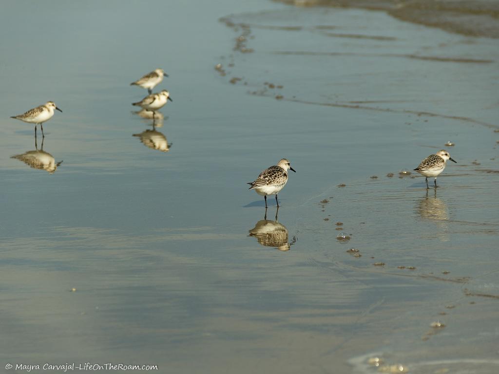 Birds walking on a sandy beach