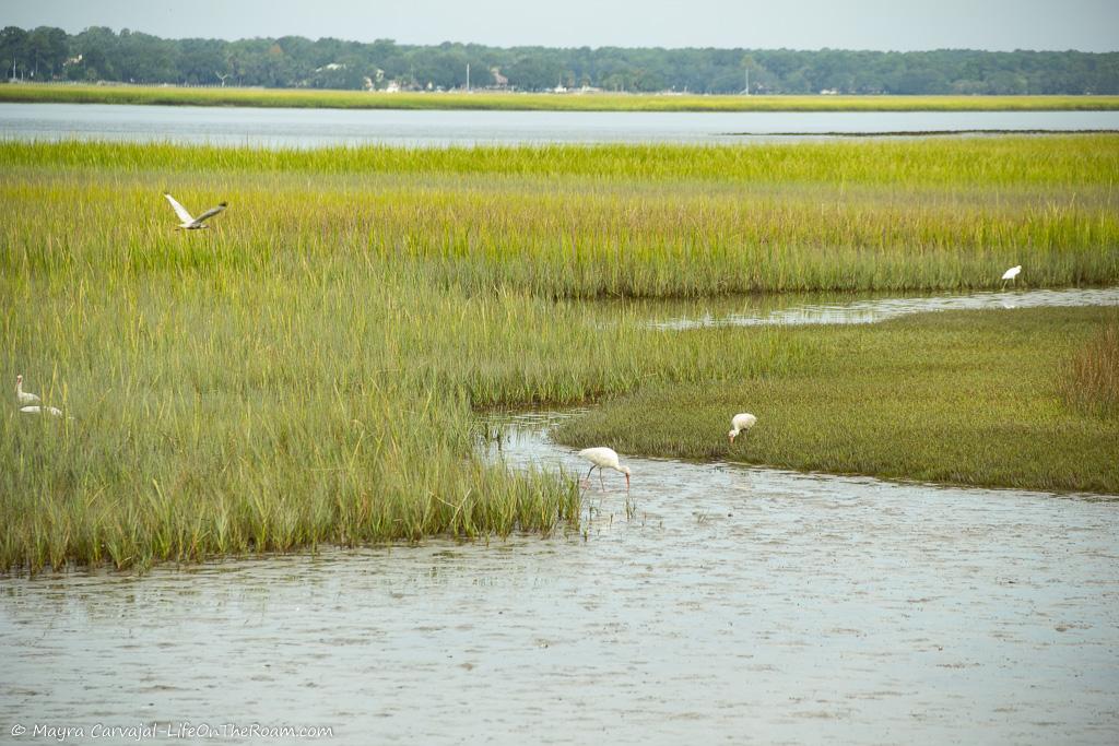 A marsh with birds