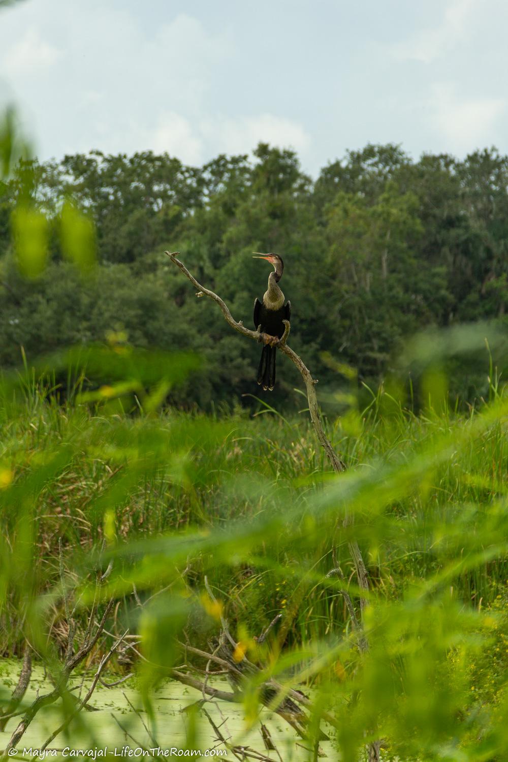 A big bird on a branch