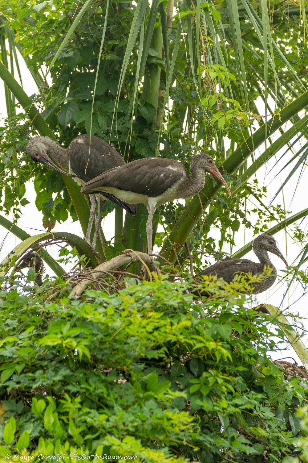 A juvenile big bird on a palm tree