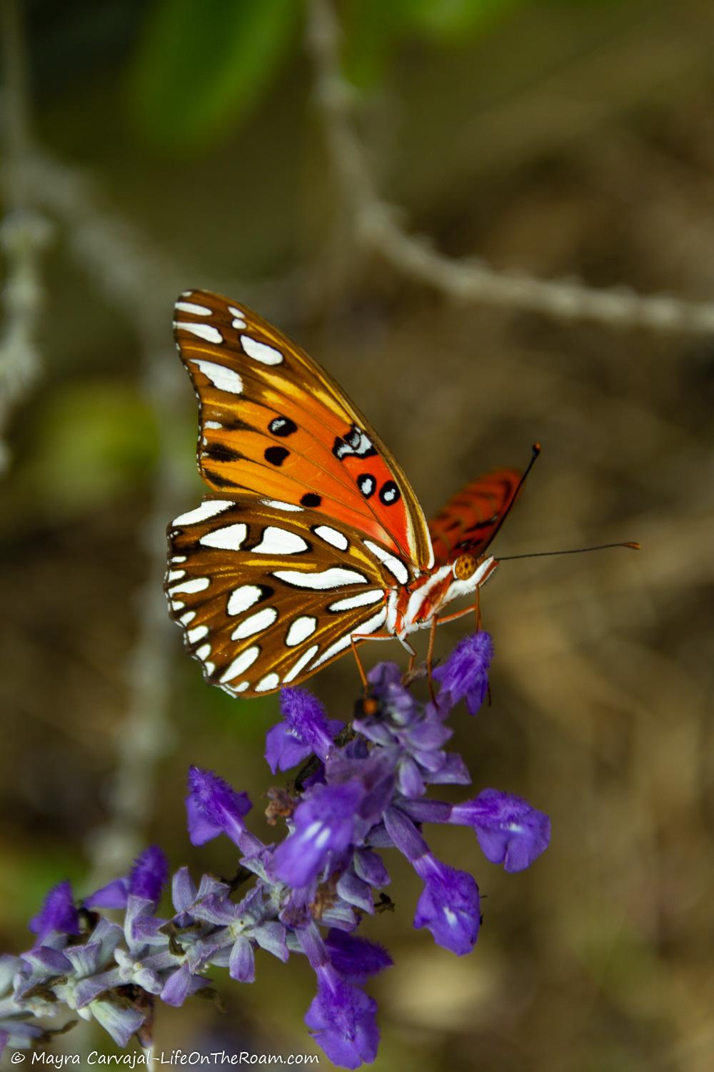 A butterfly with warm colours