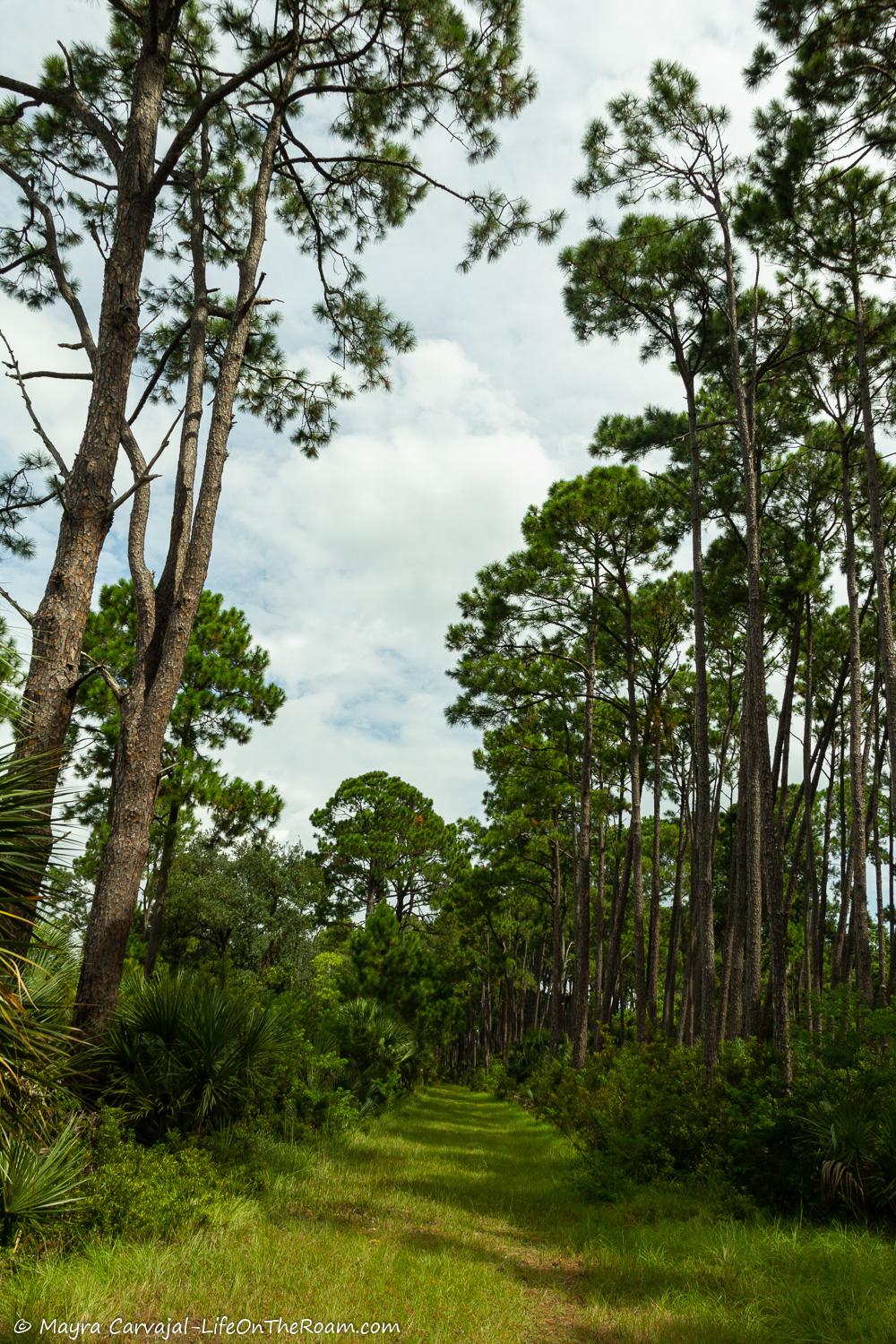 A grass trail with pine trees