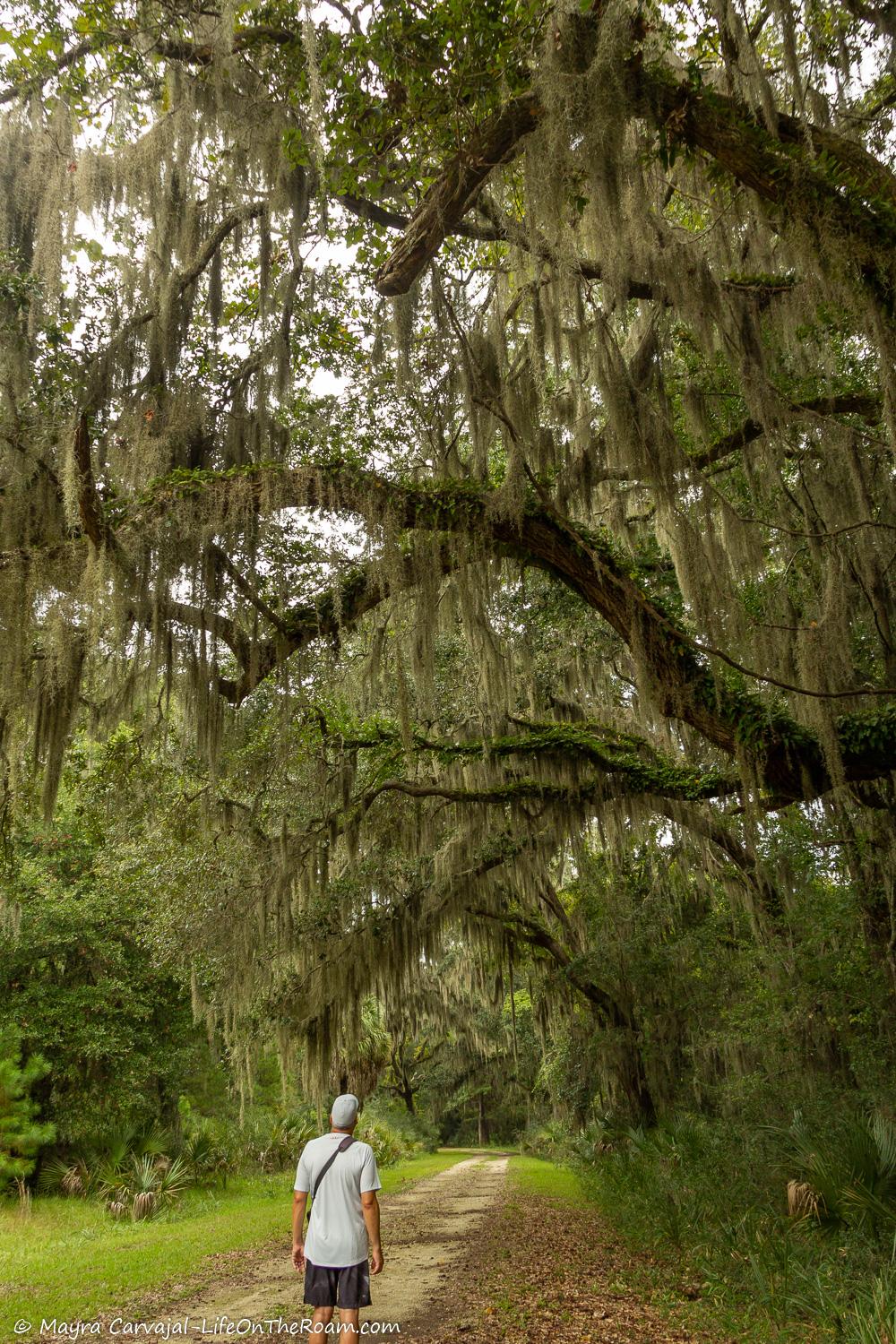 A trail with grass and live oak trees and Spanish Moss