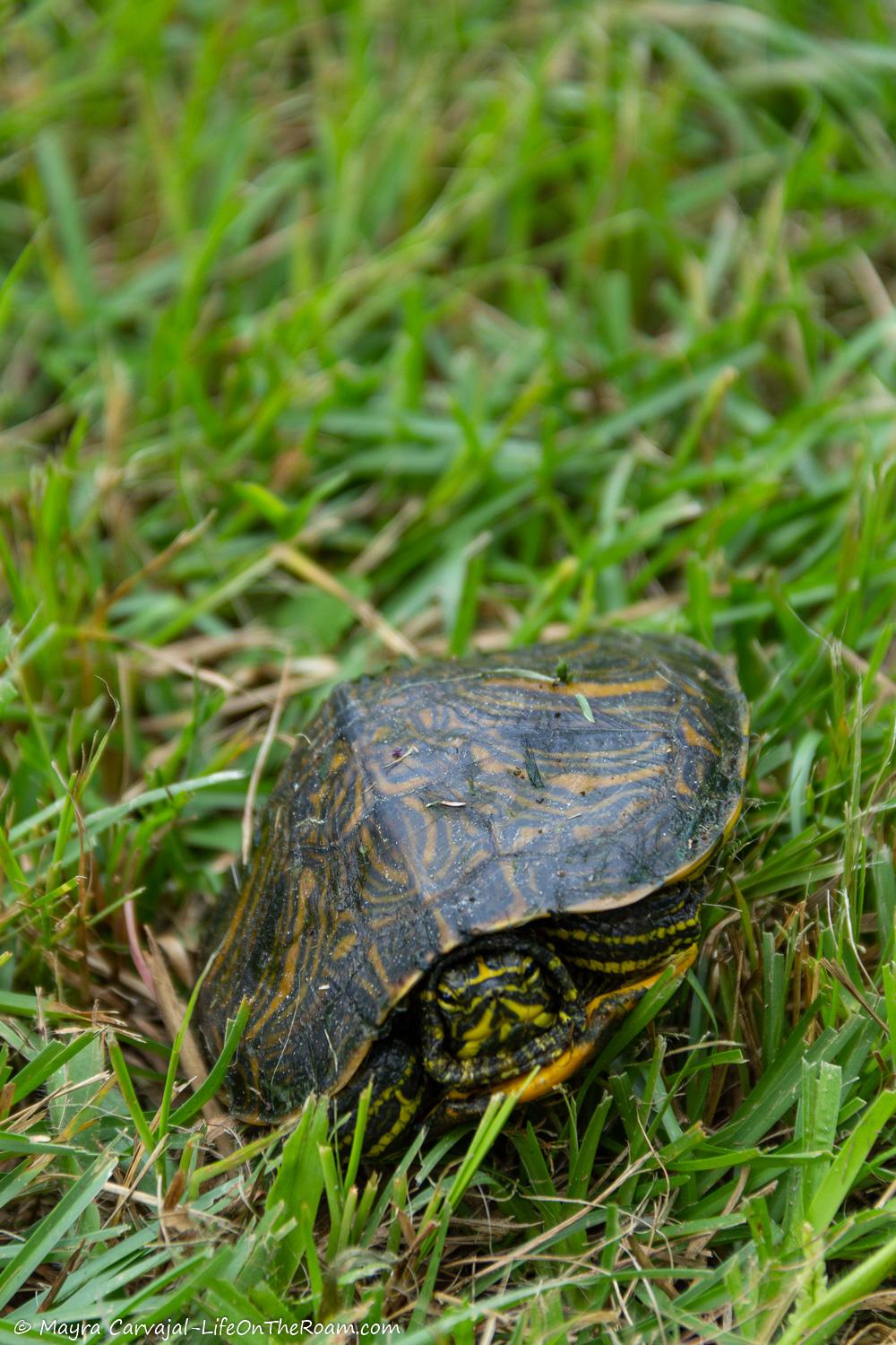 A turtle on a grass trail