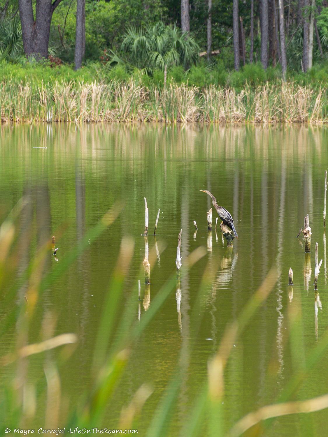 A large bird in a pond