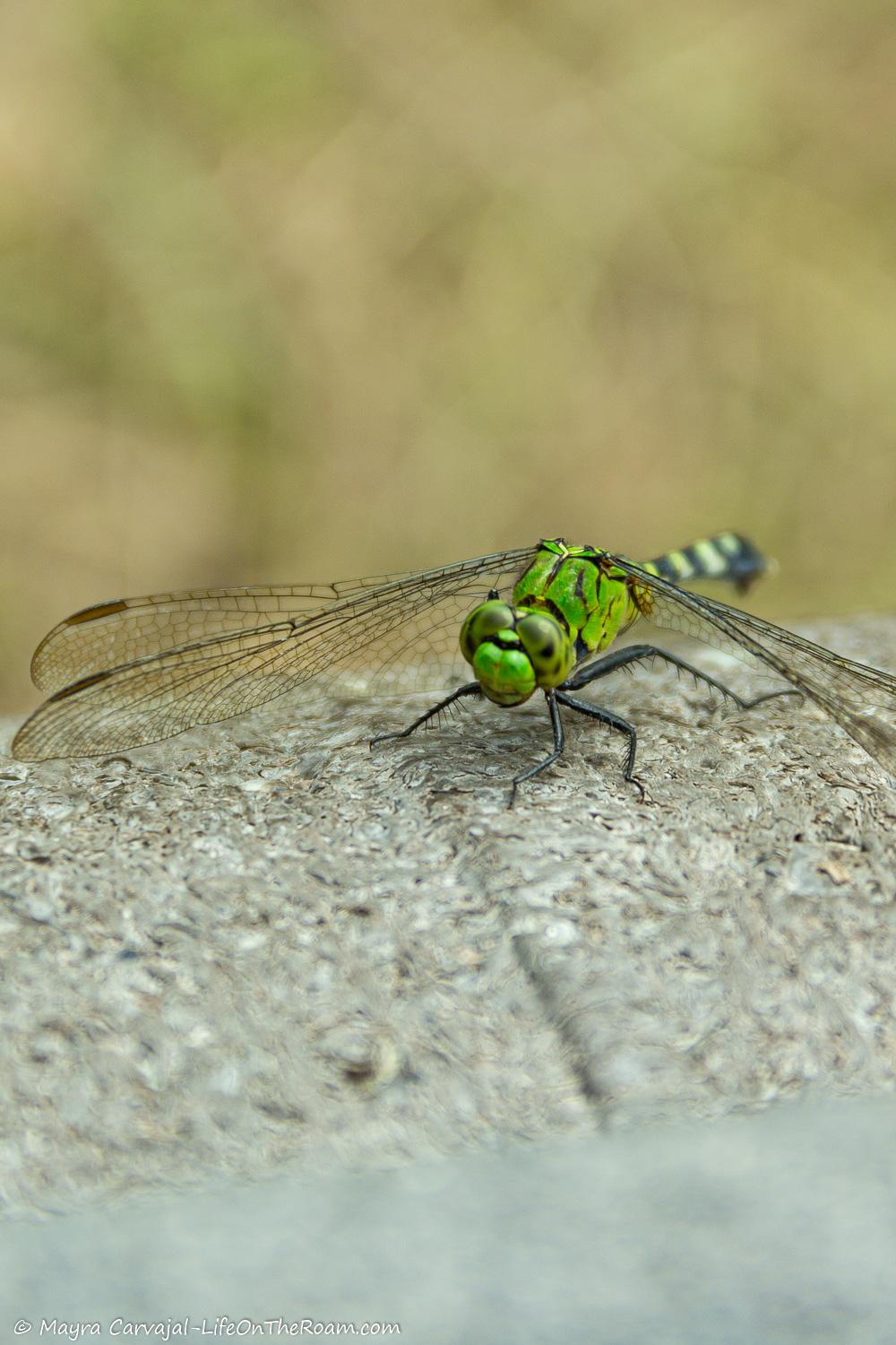 A dragonfly