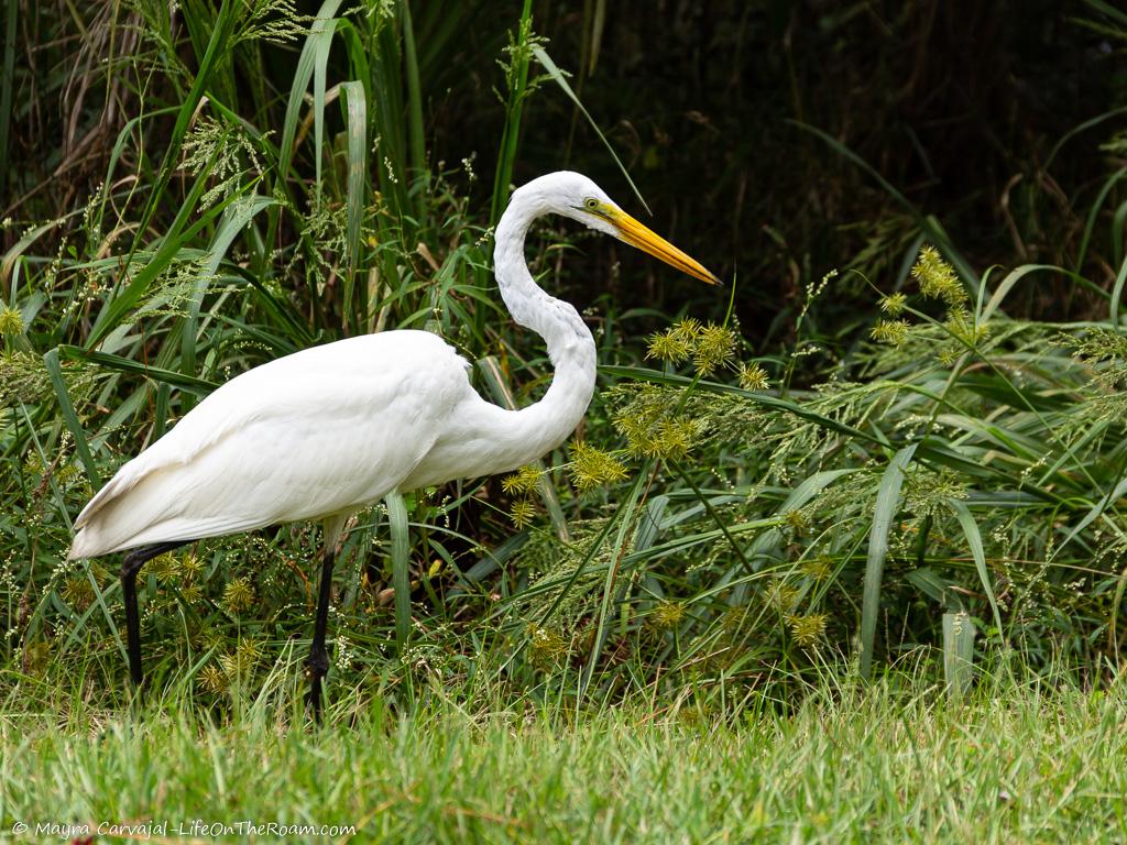 A large bird with yellow bill and long thing black legs