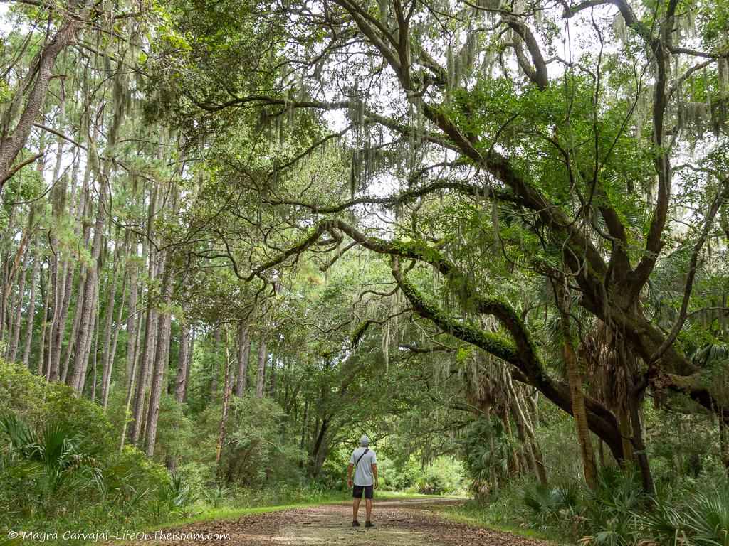 A trail with live oak trees and Spanish Moss