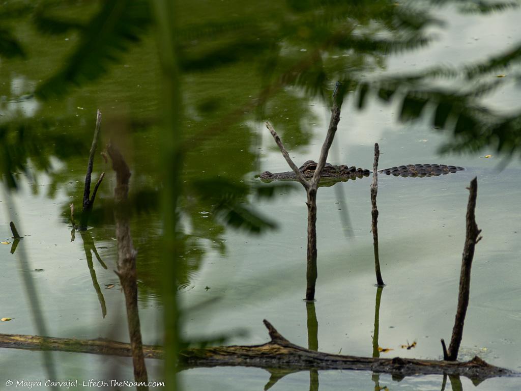 An alligator in a pond