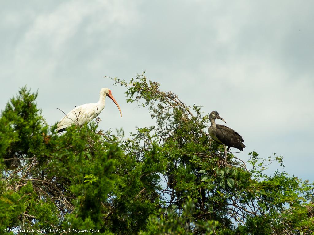 Two large birds on top of a tree